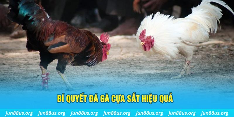 33win02 đá gà cựa dao