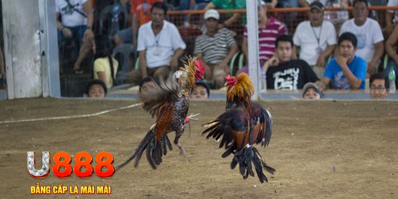 33win02 đăng nhập mậu binh online