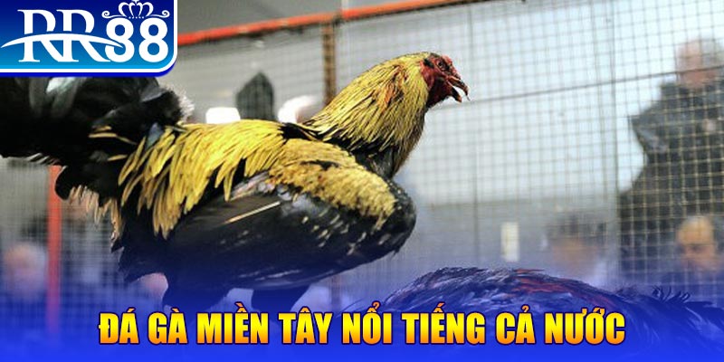 33win02 gà chọi c1.com trực tiếp 888